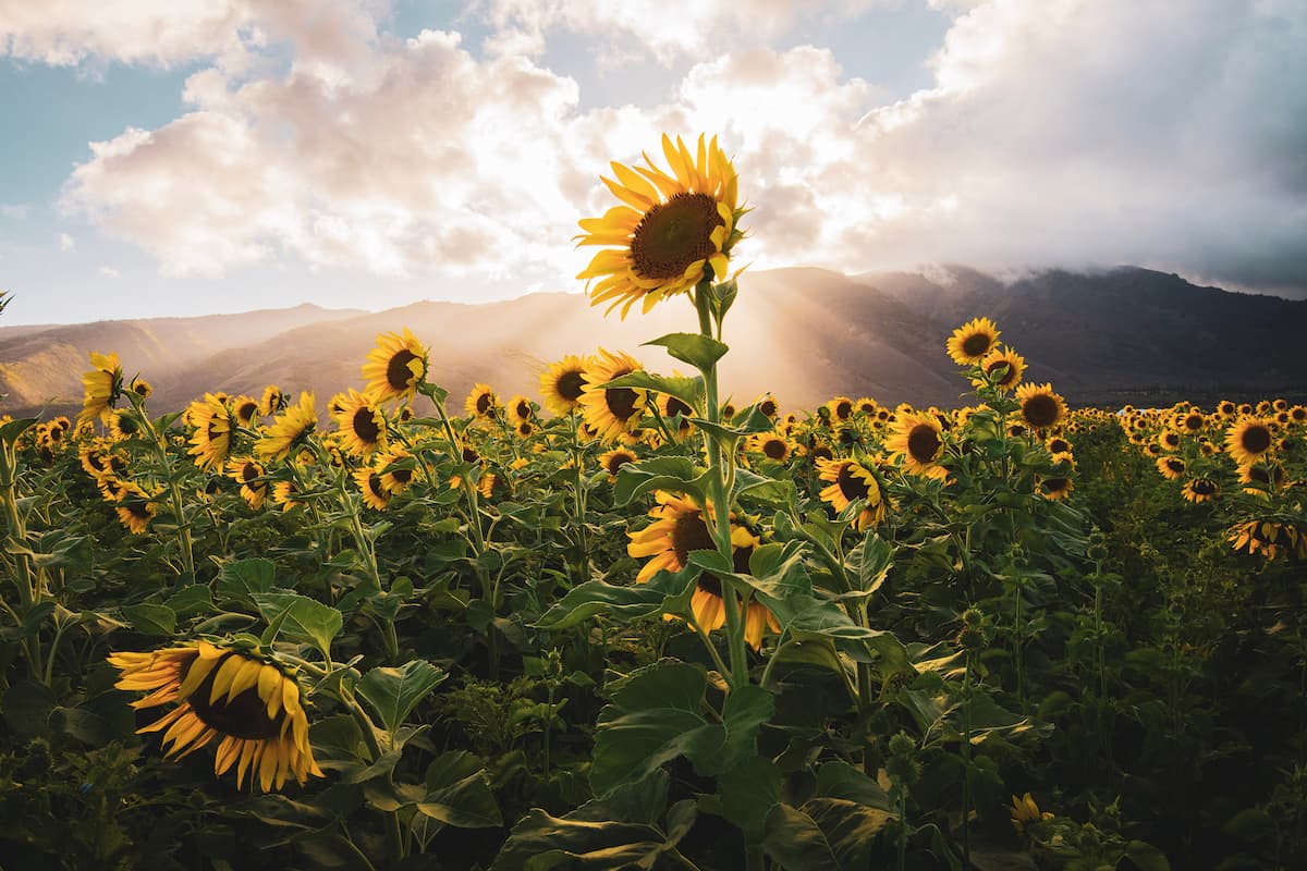 Maui Sunflowers